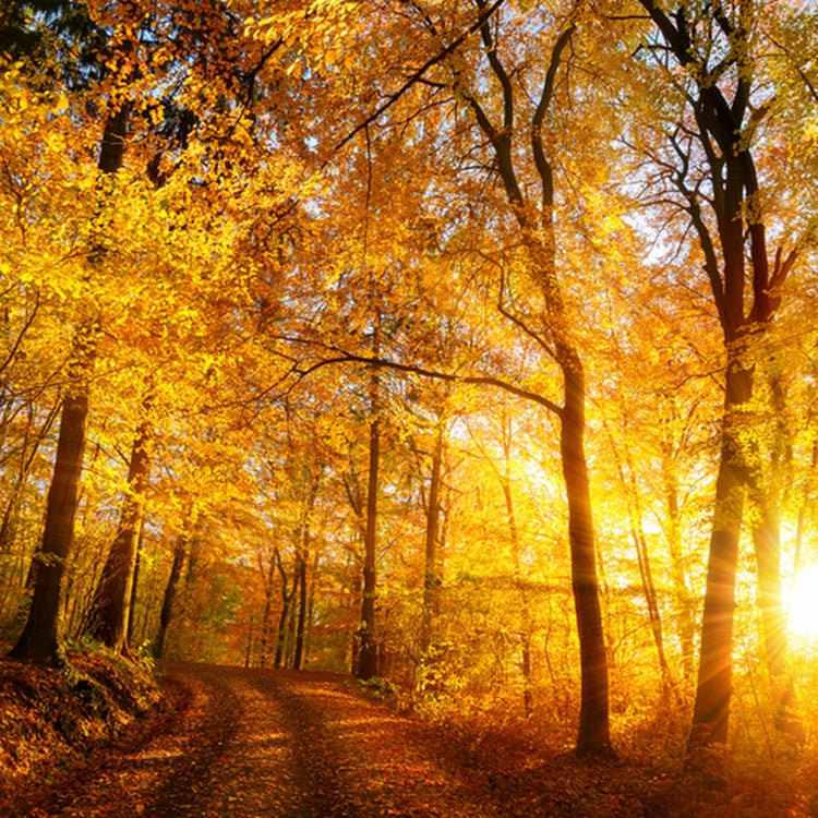 Simple Scents Autumn Glow Candle