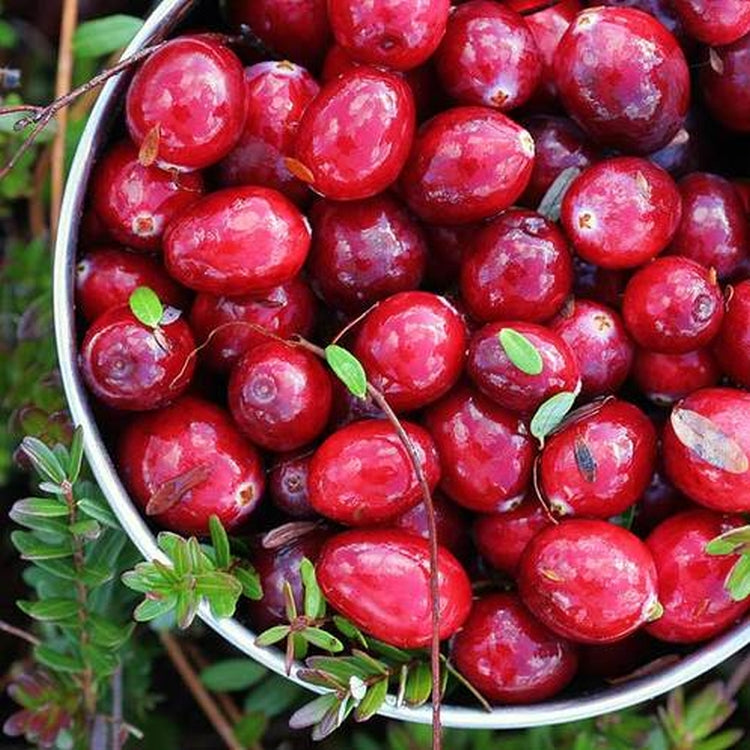 Simple Scents Cranberry Woods Candle