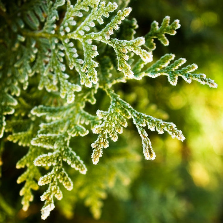Simple Scents Cypress and Bayberry Candle