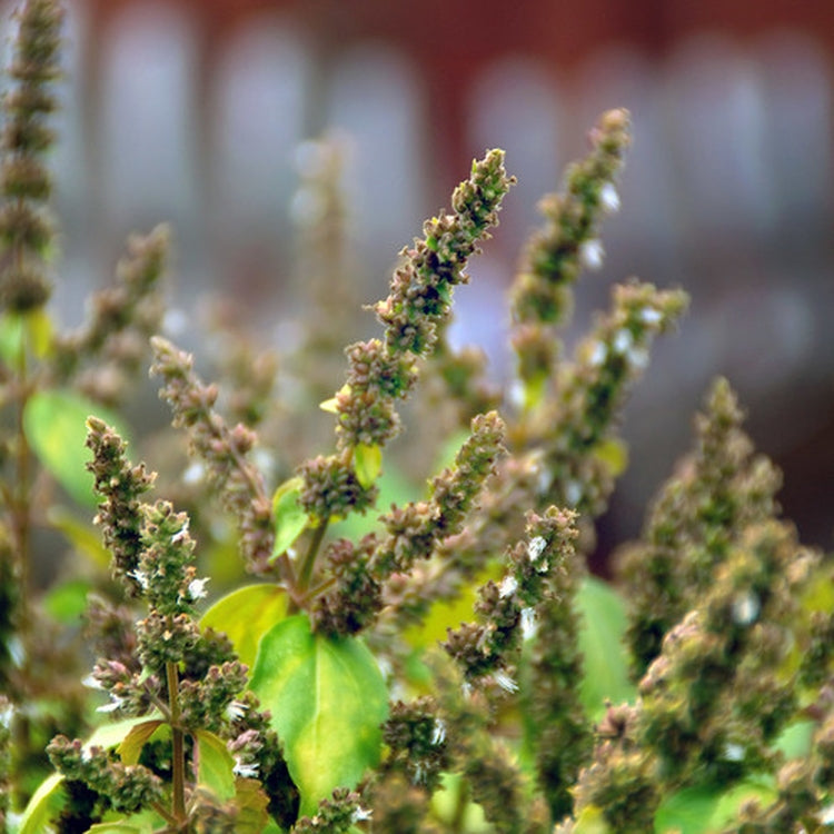 Simple Scents Patchouli Candle