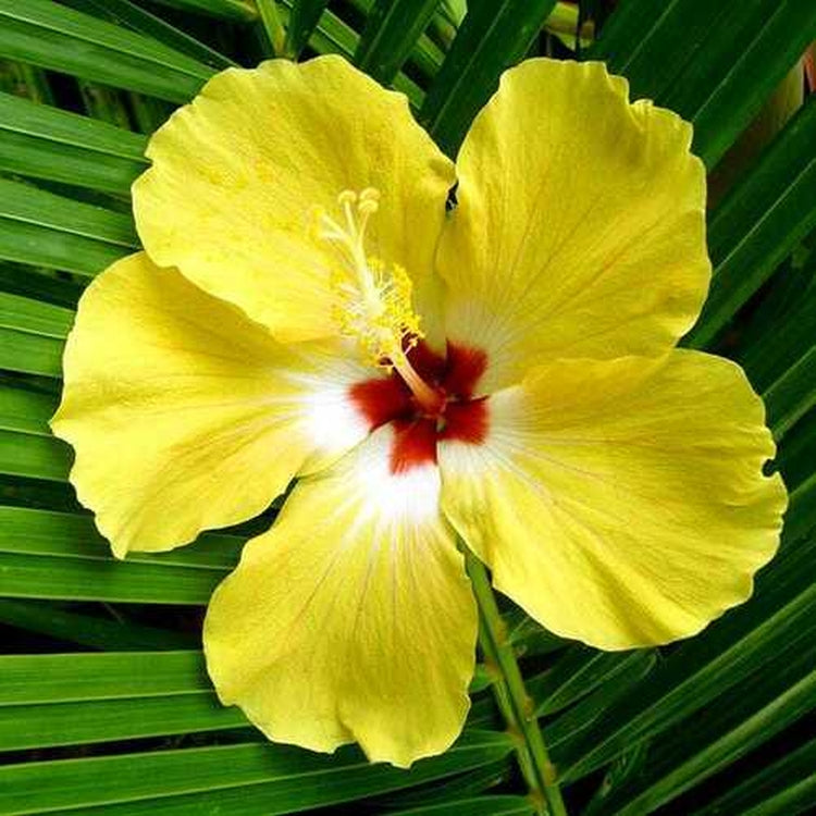 Simple Scents Hibiscus Palm Candle
