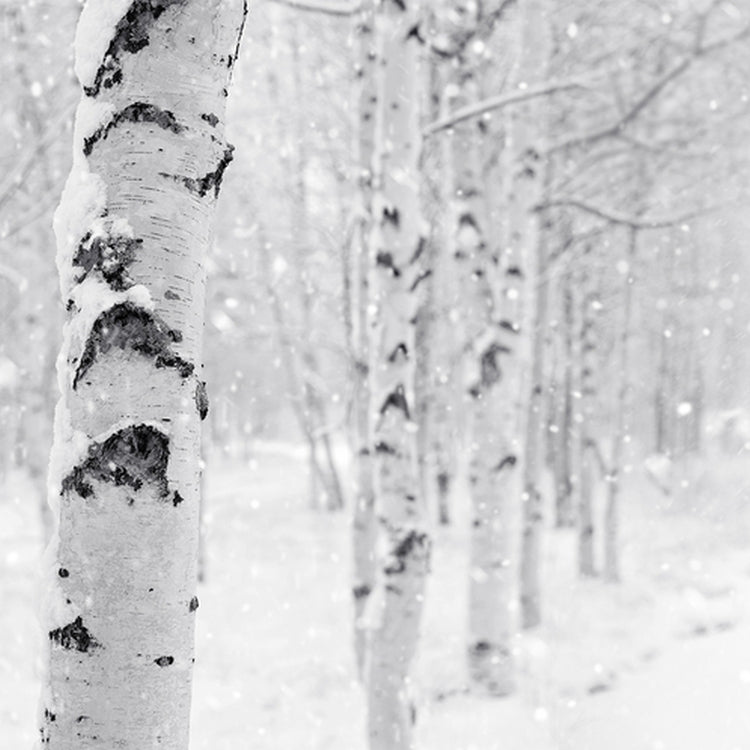 Simple Scents Woodland Snow Candle