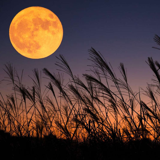 Simple Scents Harvest Moon Candle