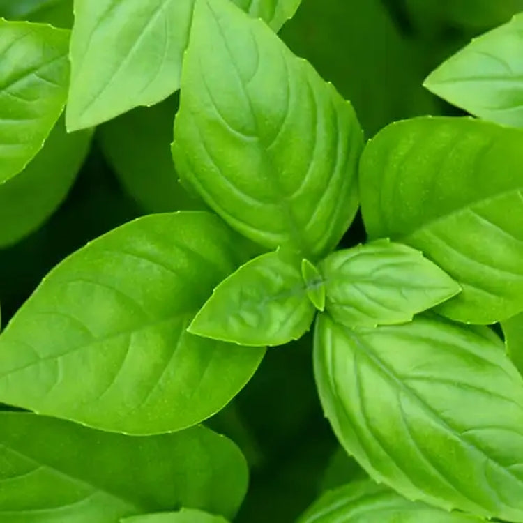 Simple Scents Fresh Basil Candle