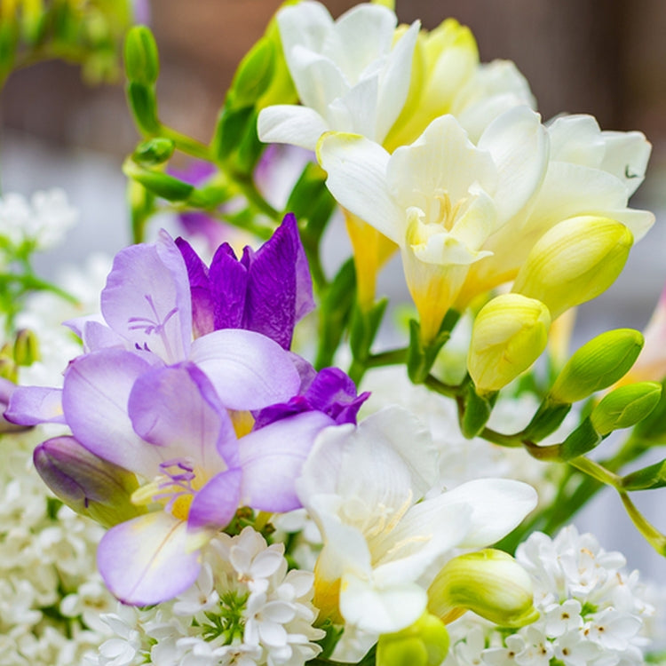 Simple Scents Freesia and Lilac Candle