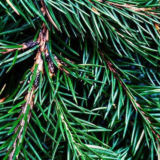 Simple Scents Frasier Fir Candle Fragrance