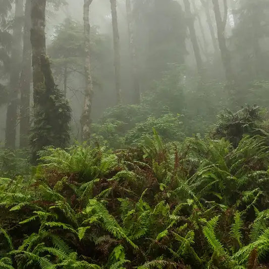 Simple Scents Fog and Fern Candle