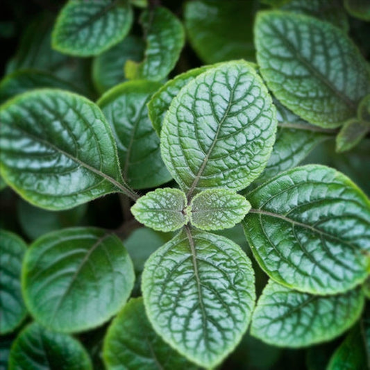 Simple Scents Garden Mint Candle