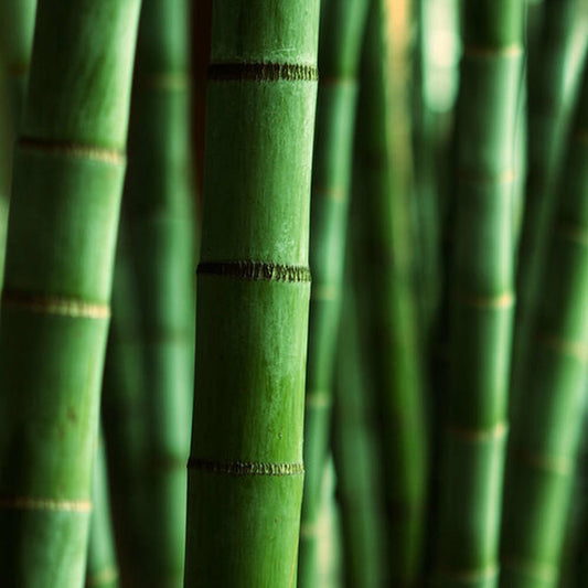 Simple Scents Himalayan Bamboo Candle