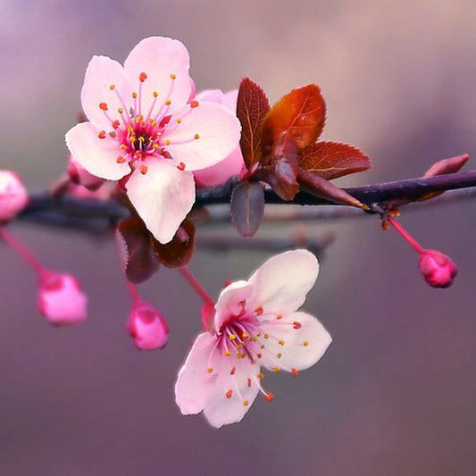 Simple Scents Japanese Cherry Blossom Candle