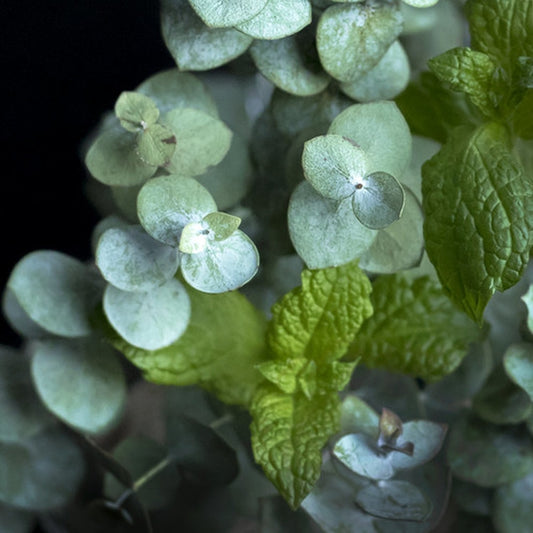 Simple Scents Peppermint and Eucalyptus Candle