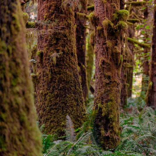 Simple Scents Redwoods and Moss Candle