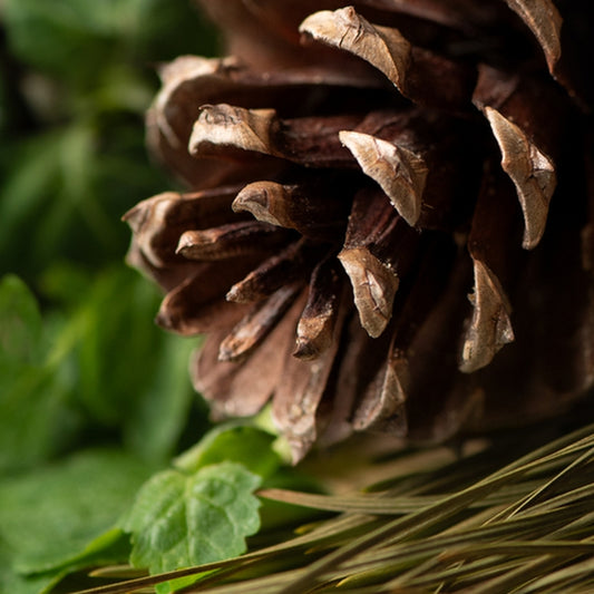 Simple Scents Sugar Pine and Patchouli Candle