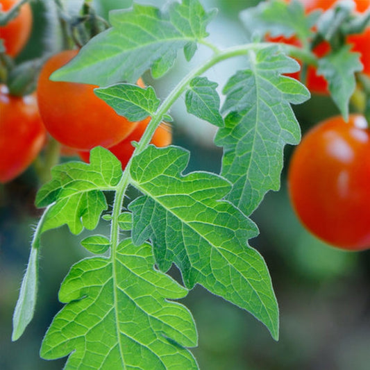 Simple Scents Tomato Leaf Candle