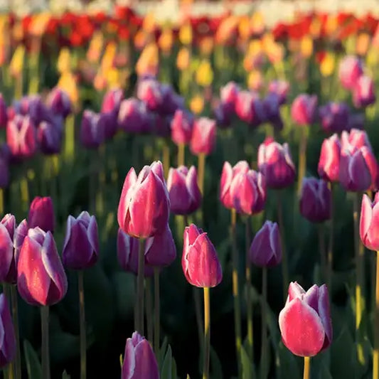 Simple Scents Tulip Fields Candle