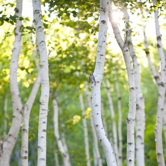 Simple Scents White Birch Candle