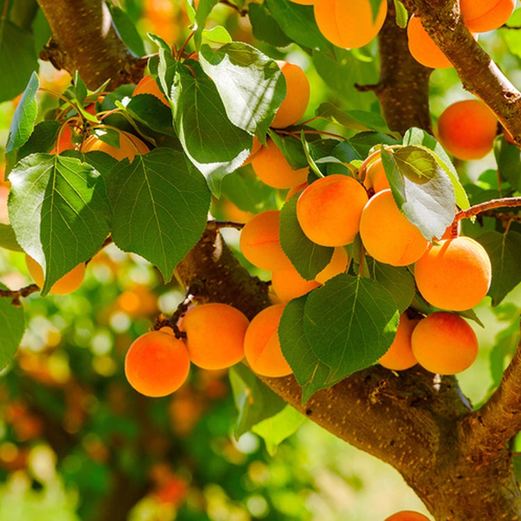 Simple Scents Apricot Grove Candle
