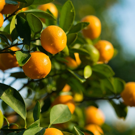 Simple Scents Citrus Sunshine Candle