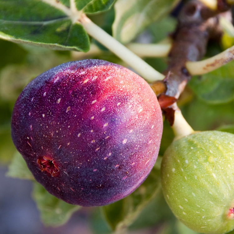 Simple Scents Fig Tree Candle
