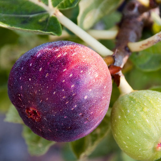 Simple Scents Fig Tree Candle