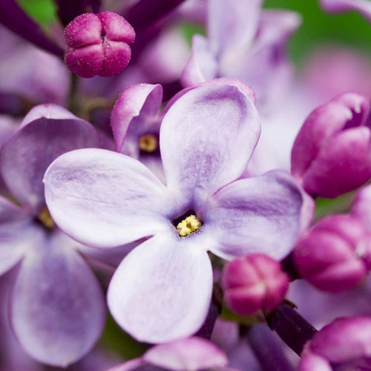Simple Scents French Lilac Candle