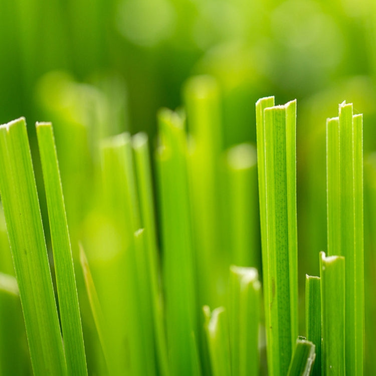 Simple Scents Fresh Cut Grass Candle