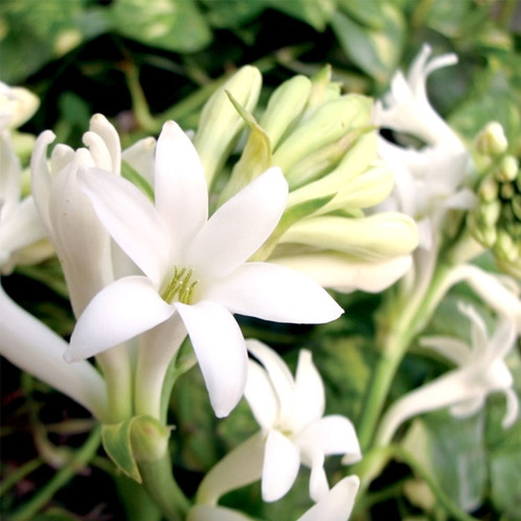 Simple Scents Gardenia Tuberose Candle