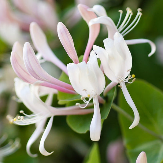 Simple Scents Honeysuckle Jasmine Candle