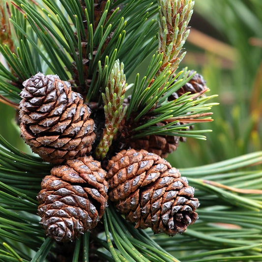 Simple Scents Pine Forest Candle