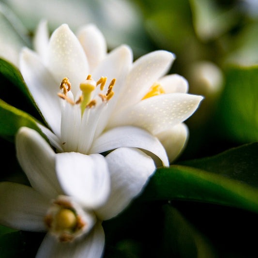 Simple Scents Neroli and White Jasmine Candle
