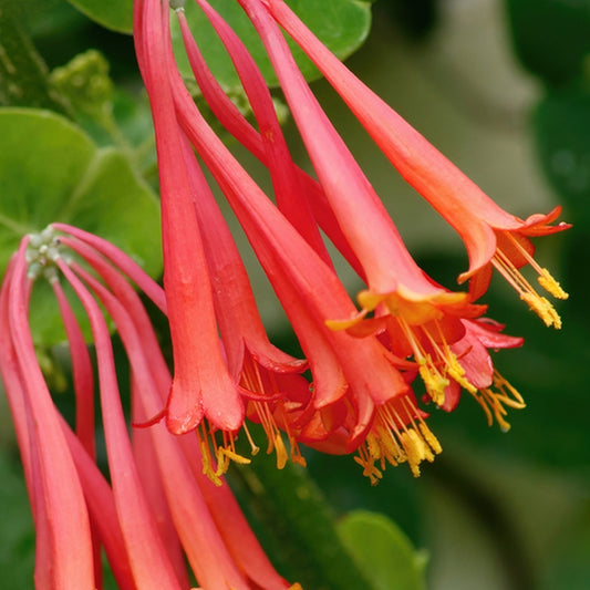 Simple Scents Wild Honeysuckle Candle